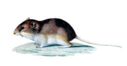 Image of Olive-backed Pocket Mouse