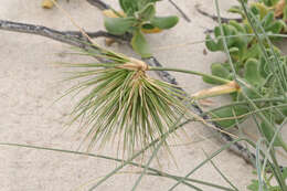 Imagem de Spinifex longifolius R. Br.