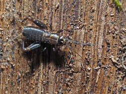 Image of ground cricket