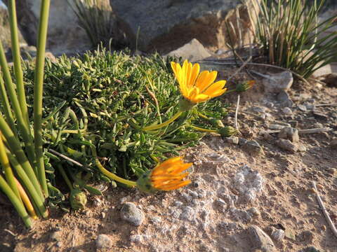 Image of Gazania othonnites (Thunb.) Less.