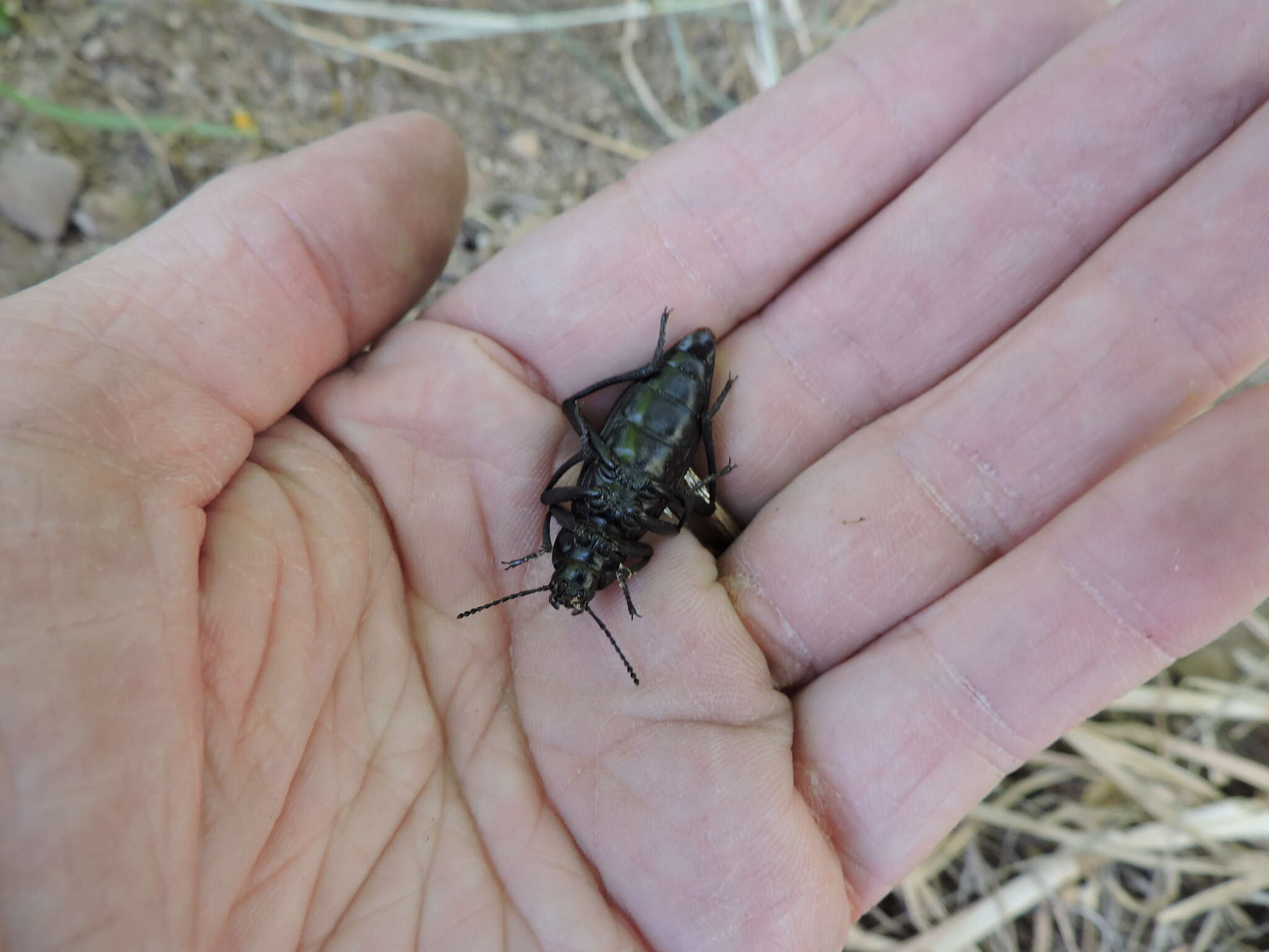 Imagem de Eleodes (Xysta) longicollis Le Conte 1851