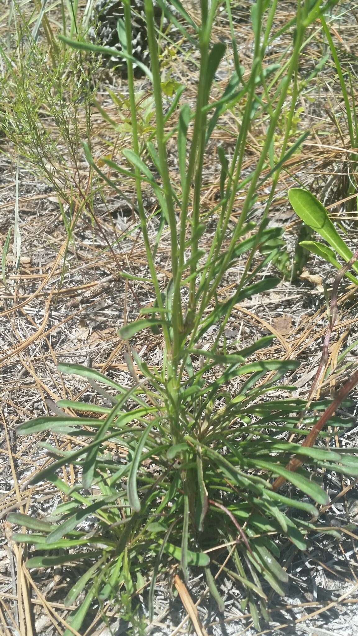 Image of coastal plain honeycombhead