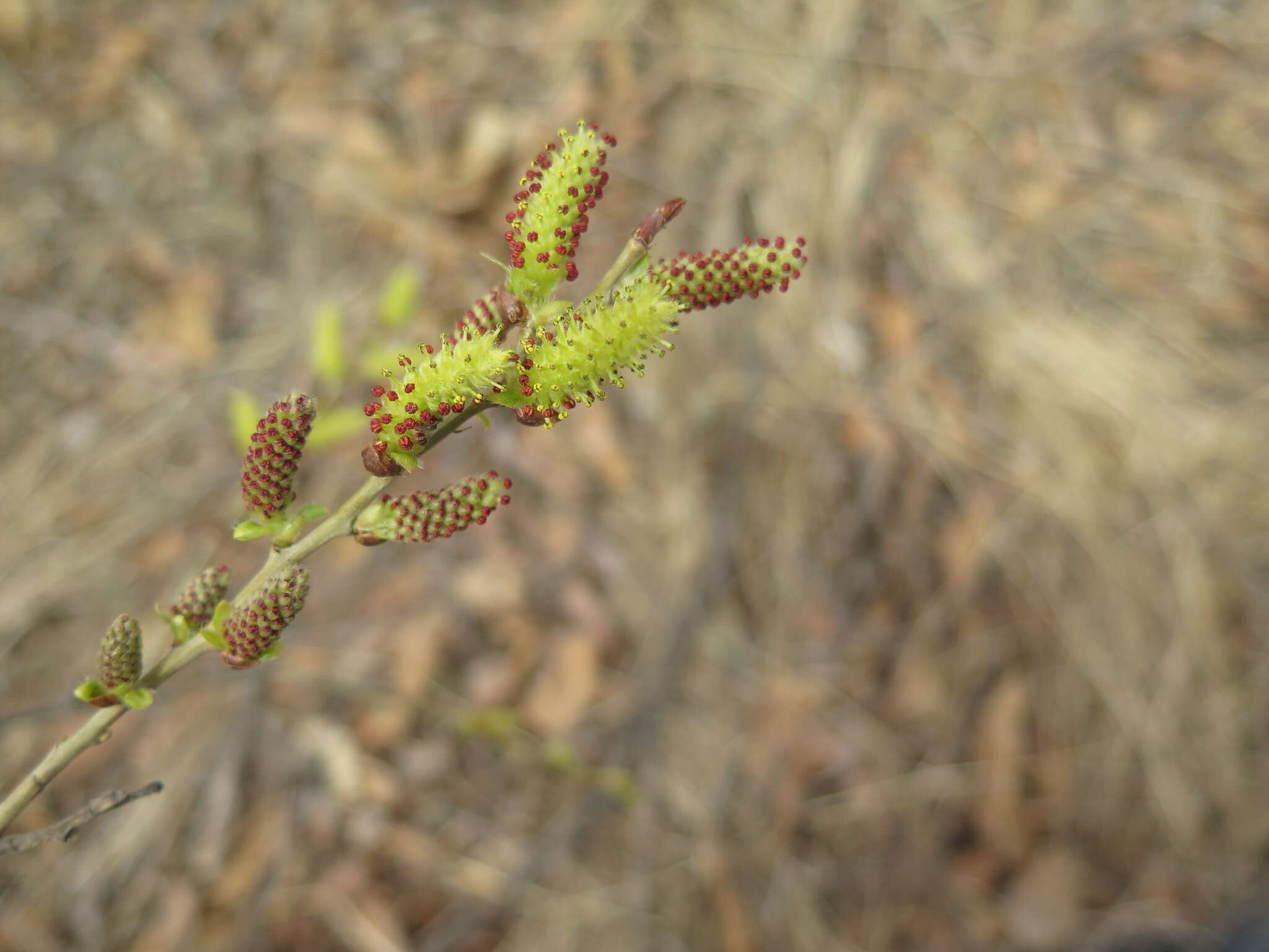 Image of Salix pierotii Miq.