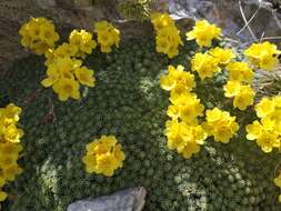 Image of Saxifraga ferdinandi-coburgi J. Kellerer & Sünd.