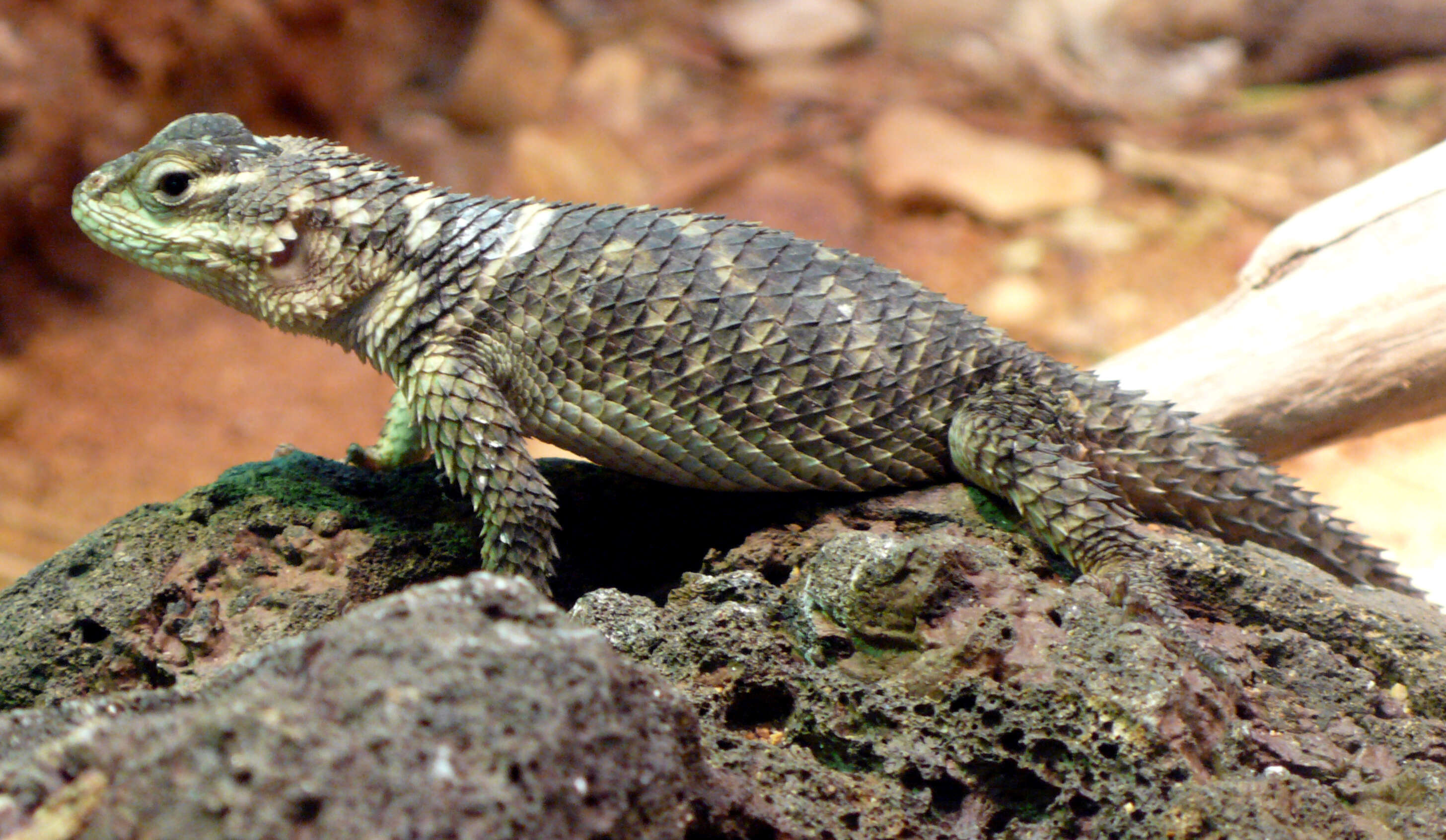 Image of Crevice Spiny Lizard