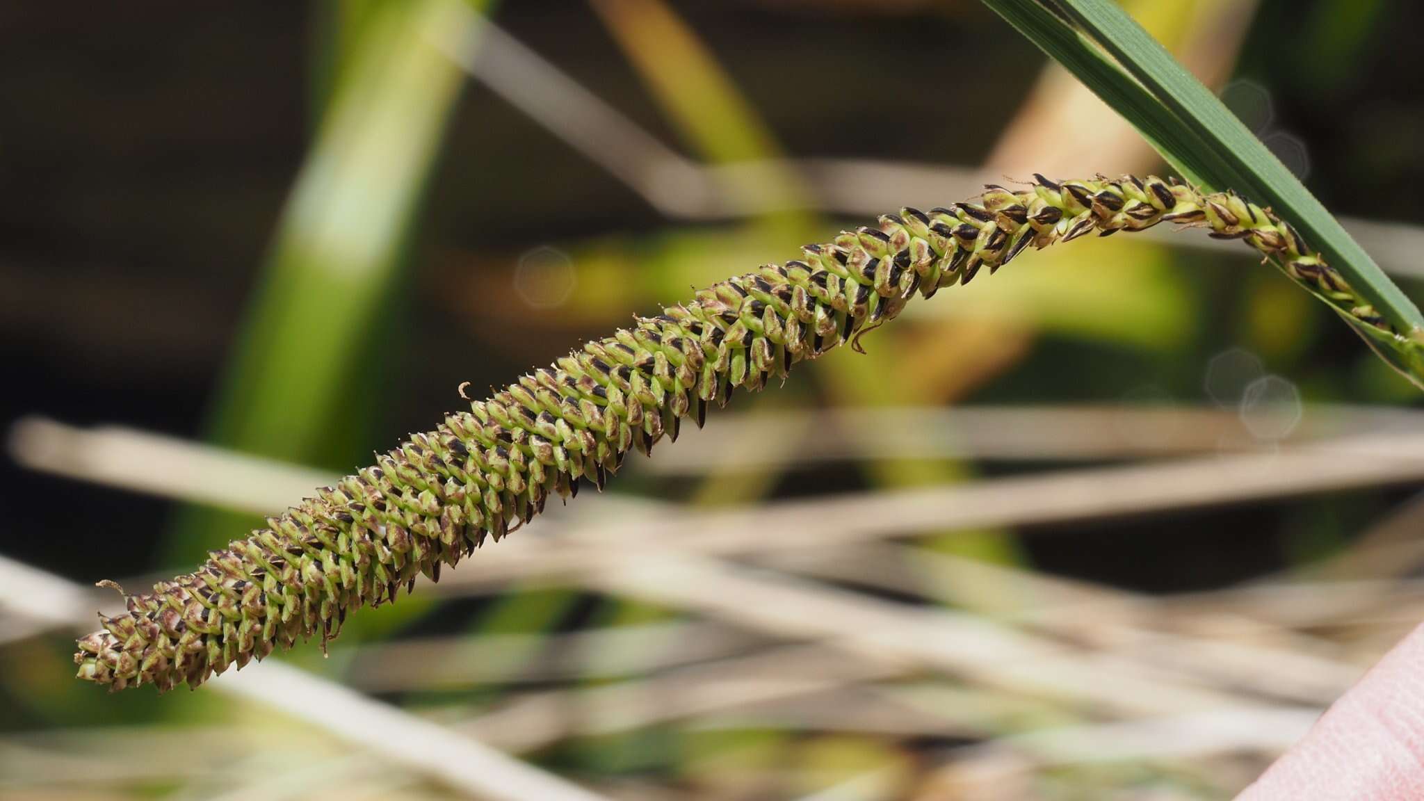 Image of Western Rough Sedge