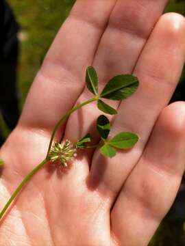 Image of nodding clover