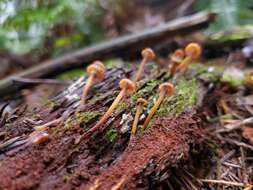 Image of Xeromphalina brunneola O. K. Mill. 1968