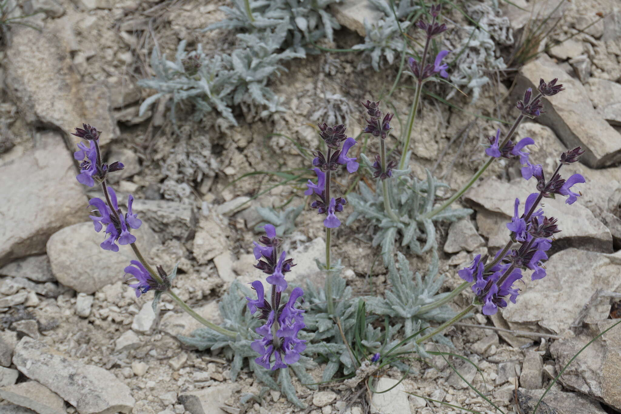 Image of Hoary Salvia