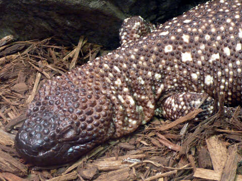 Image of Mexican Beaded Lizard