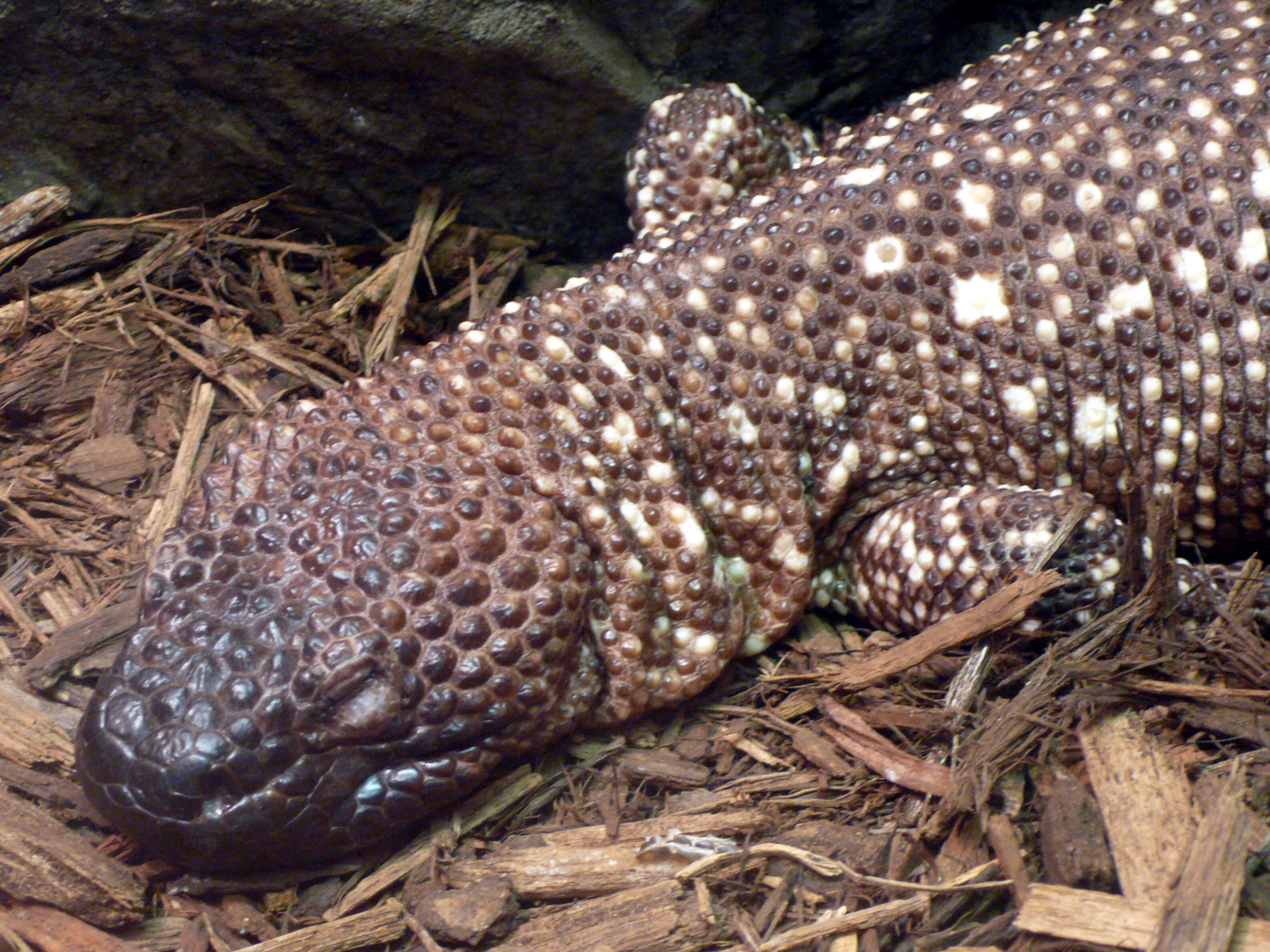 Image of Mexican Beaded Lizard