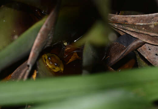 Image of Mata do Catolé Heart-tongued Frog