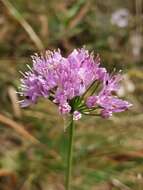 صورة Allium lusitanicum Lam.