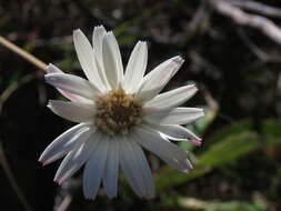 Imagem de Gerbera crocea (L.) Kuntze