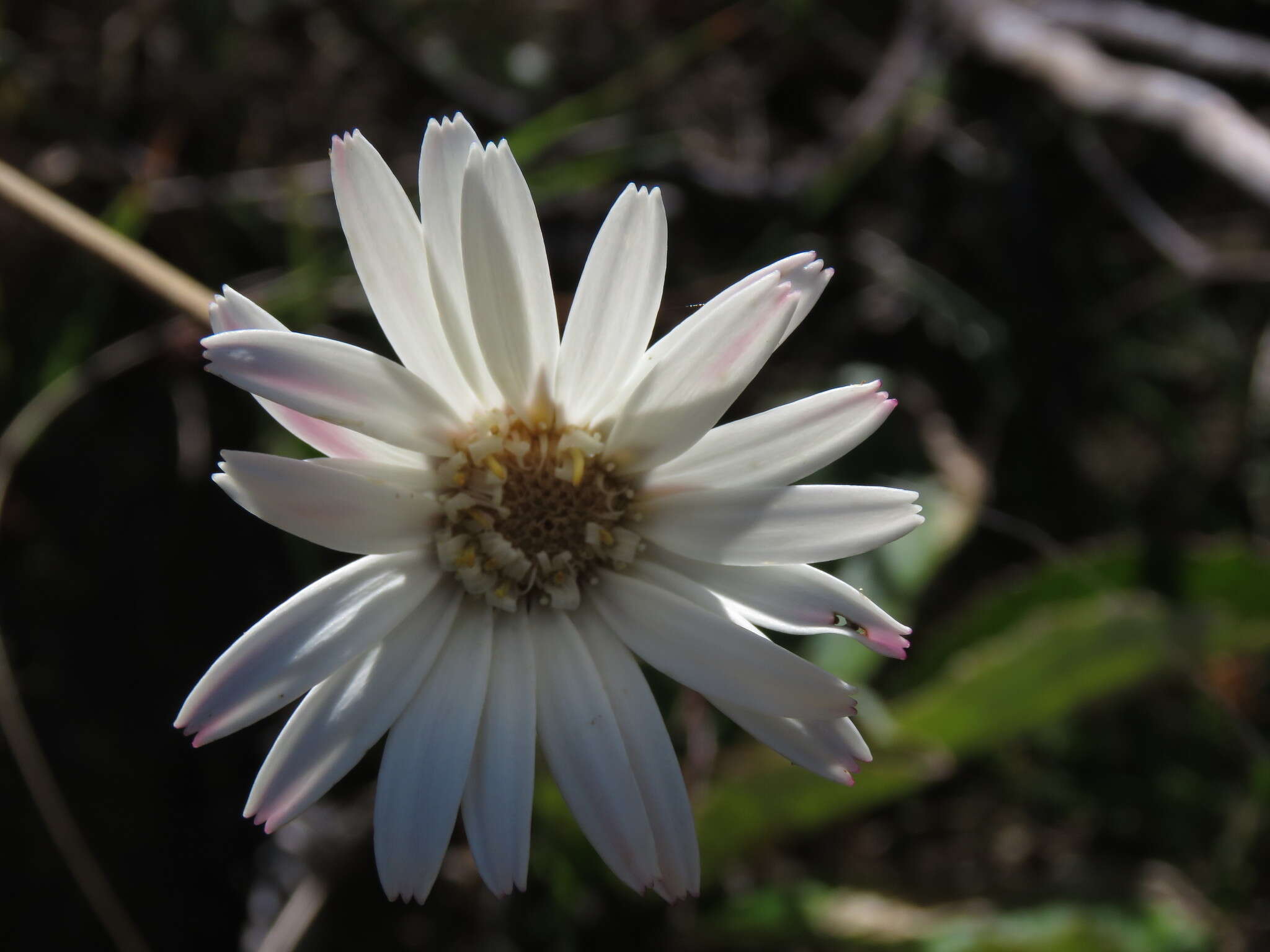 Gerbera crocea (L.) Kuntze的圖片