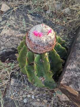 Melocactus schatzlii H. Till & R. Gruber resmi