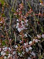 Image of Leucopogon ericoides (Sm.) R. Br.