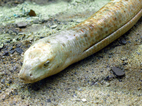 Image of Glass Lizards