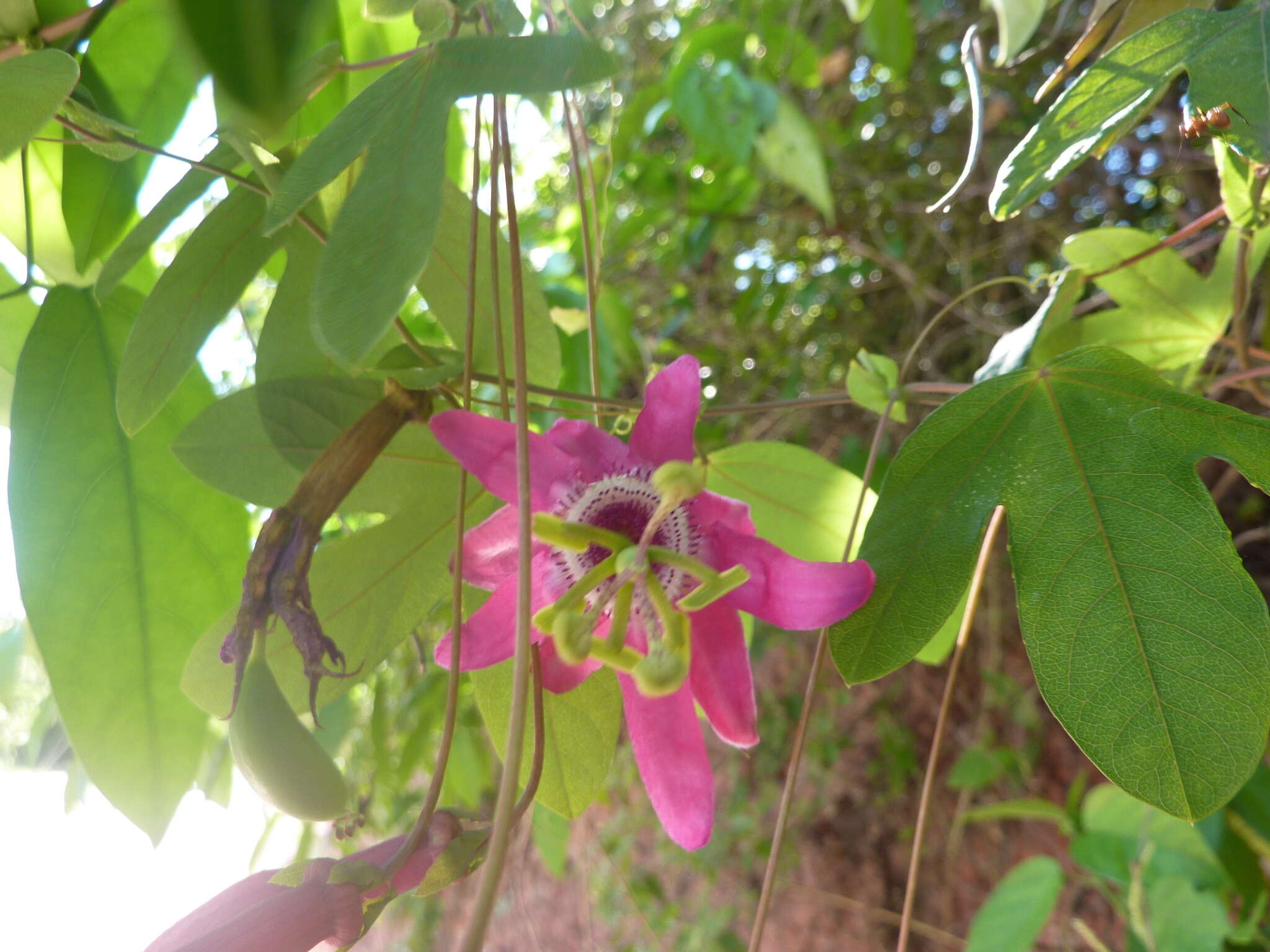 Image of Passiflora tarapotina Harms