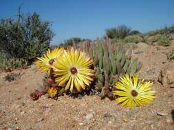 Imagem de Cephalophyllum pillansii L. Bol.