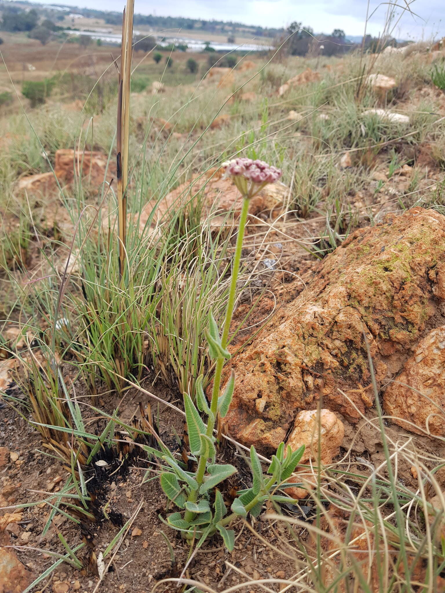 صورة Asclepias fallax (Schltr.) Schltr.