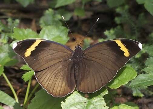 Image of <i>Euphaedra harpalyce spatiosa</i>