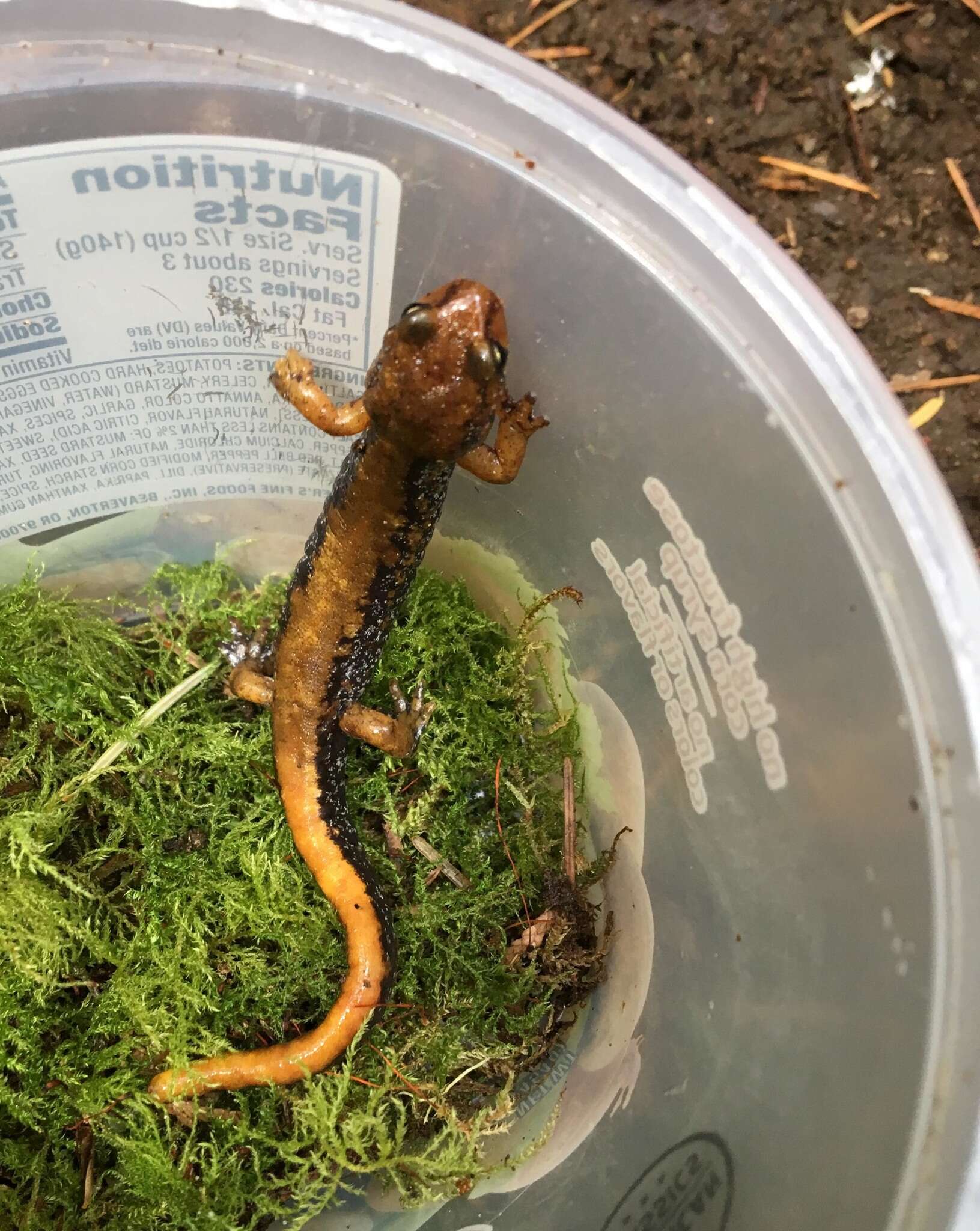 Image of Van Dyke's Salamander