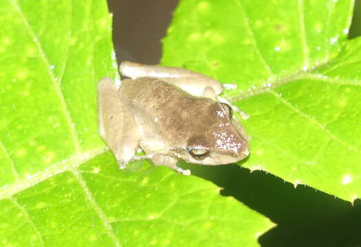 Sivun Pristimantis actites (Lynch 1979) kuva