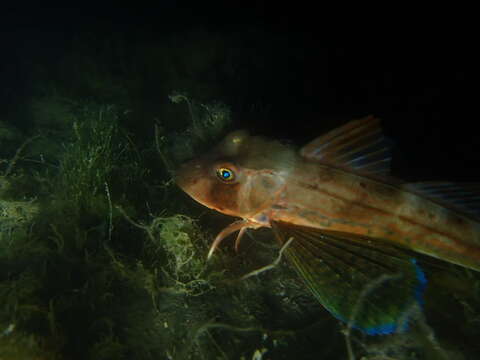 Image of Sapphirine Gurnard