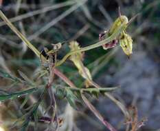 Слика од Ipomoea coptica (L.) Roth