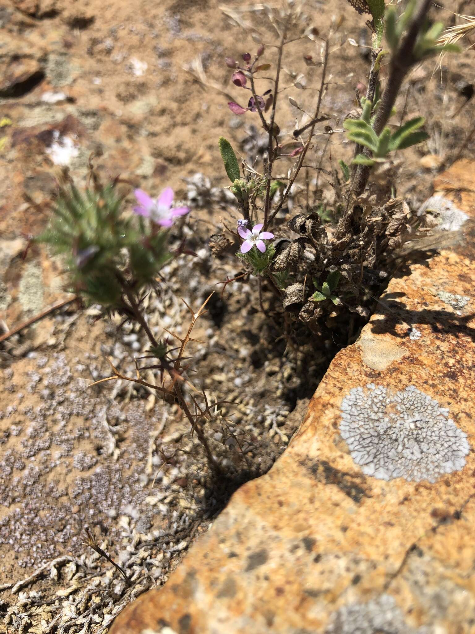 Image of hooked pincushionplant