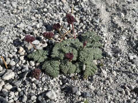 Image of gray springparsley