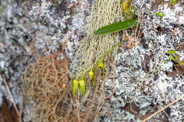 Image of Pineapple orchid