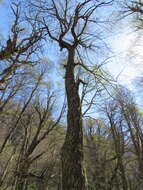 Image de Nothofagus alpina (Poepp. & Endl.) Oerst.