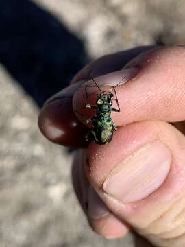 Image of Badlands tiger beetle