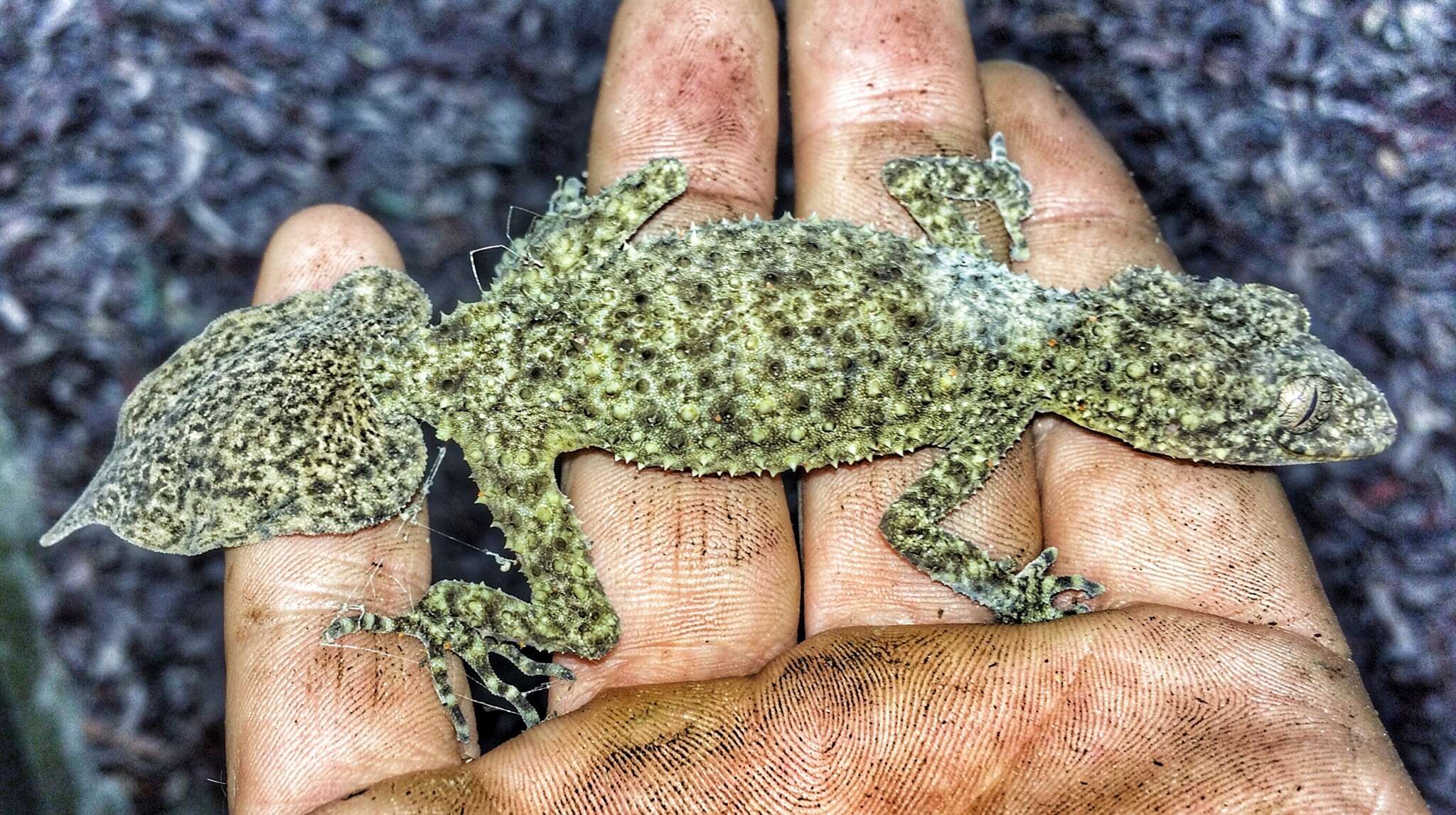 Image of Broad-tailed Gecko