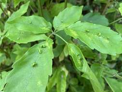 Image of Vitex quinata (Lour.) F. N. Williams