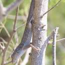 Image of Cook's Anole