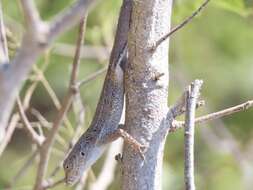 Image of Cook's Anole