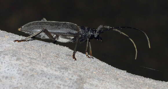 Image of Neoplocaederus granulatus (Aurivillius 1908)