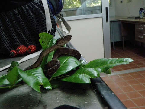 Image of Ringed Tree Boa