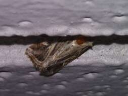 Image of Caribbean Armyworm Moth