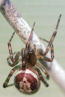 صورة Steatoda nobilis (Thorell 1875)