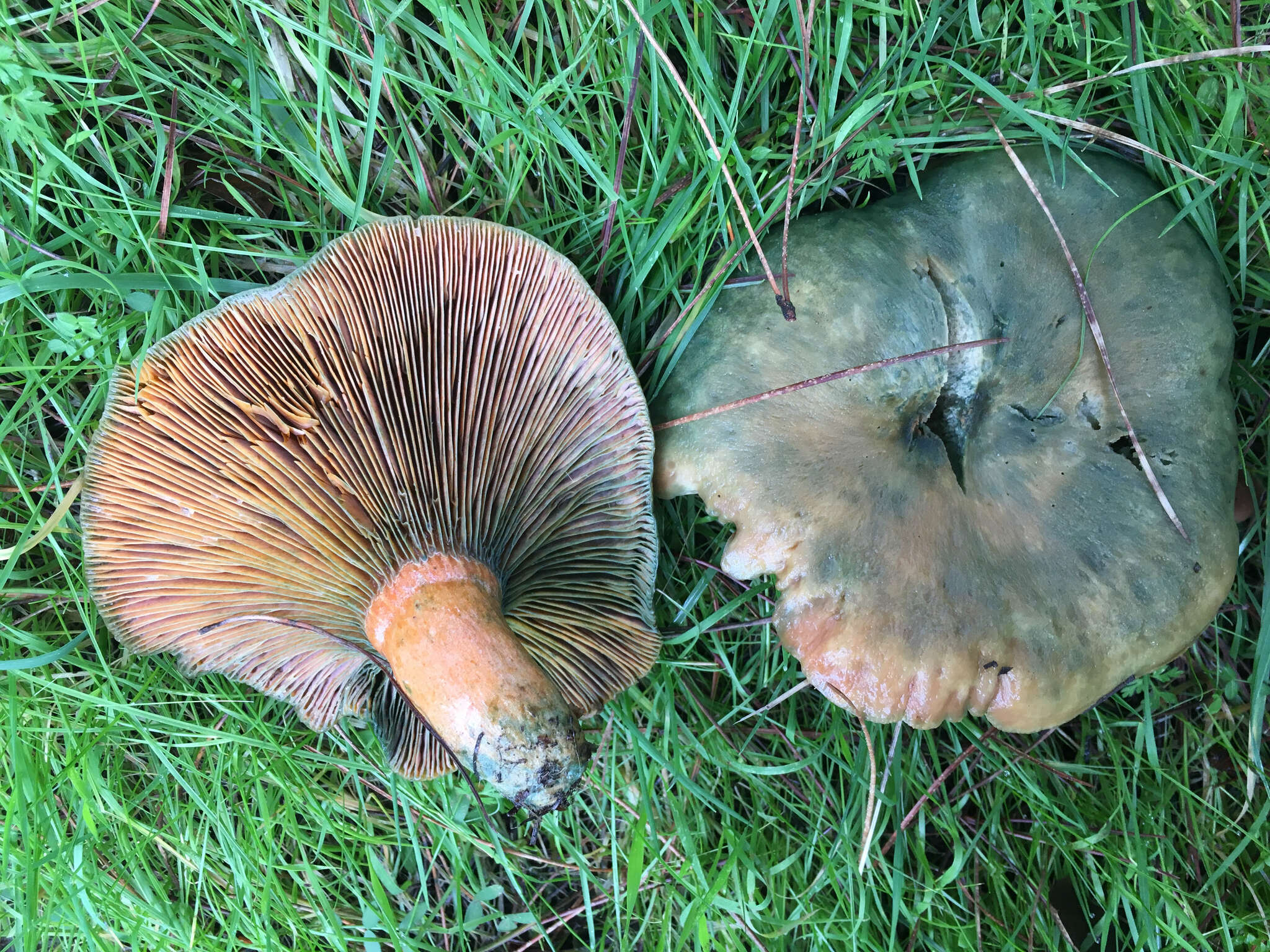 Image of Lactarius deliciosus (L.) Gray