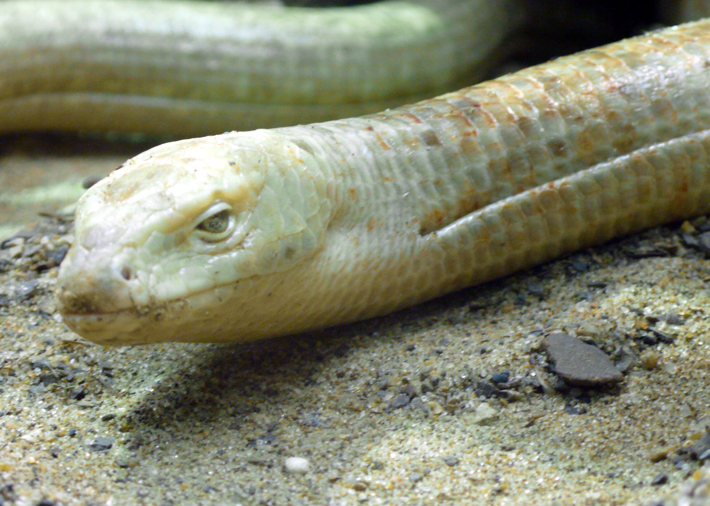 Image of Glass Lizards