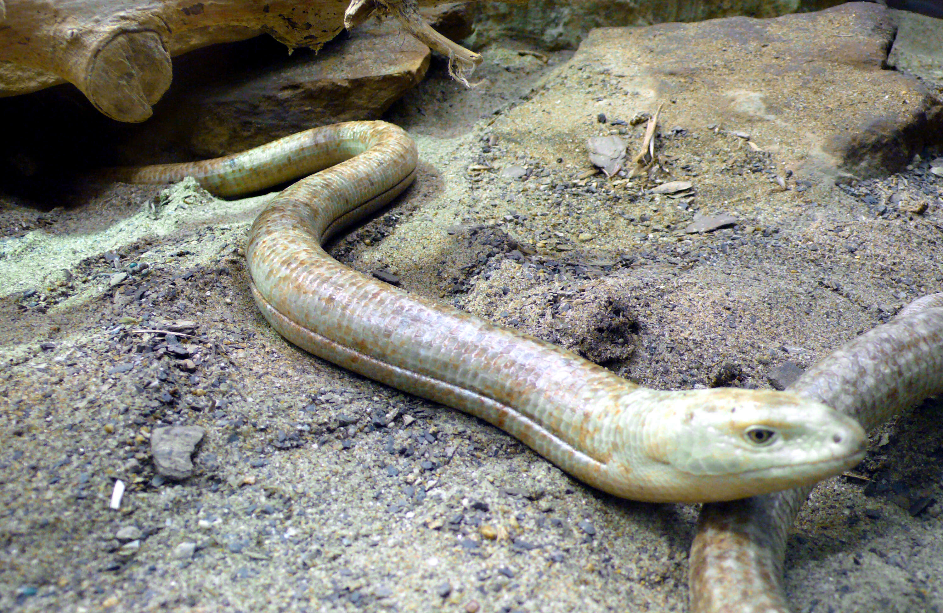 Image of legless lizard