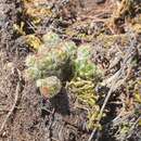 Image of Mammillaria vetula subsp. gracilis (Pfeiff.) D. R. Hunt