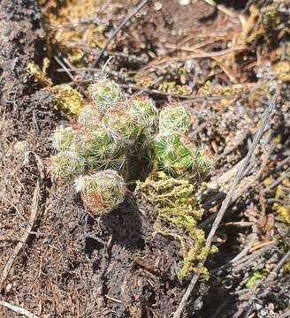 Image of Mammillaria vetula subsp. gracilis (Pfeiff.) D. R. Hunt