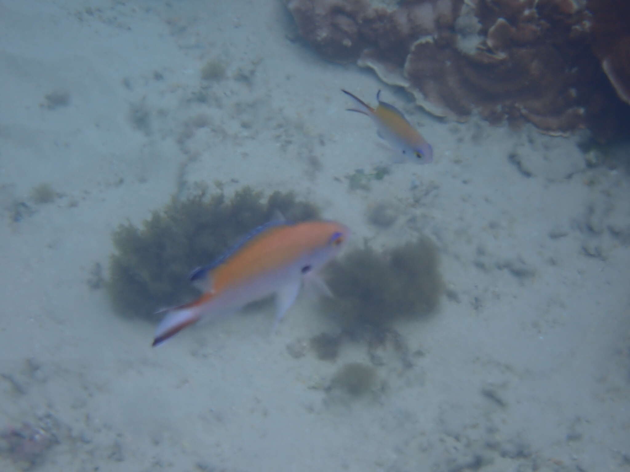 Image de Chromis norfolkensis Allen G. R. & Allen M 2021