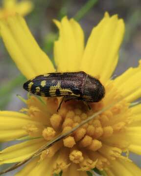 Image of Acmaeodera pulchella (Herbst 1801)